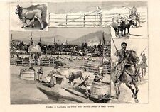 Stampa antica VITERBO Corsa