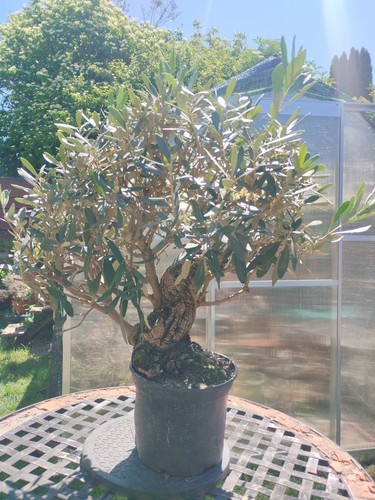 Bonsai olea europaea - olea, shari