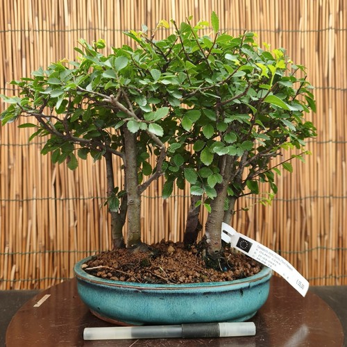 Bonsai olmo cinese h 30cm - bonsai, di