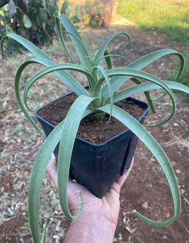 Agave bracteosa pianta - bracteosa, da