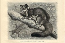 Stampa antica petauro - stampa,
