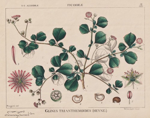 Lophiocarpaceae fiore blume - lophiocarpaceae,