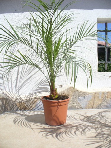 Phoenix roebelenii palma - phoenix,