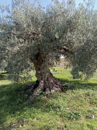Olio evo biologico sicilia - olio,