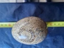 UOVO FOSSILE Legno cristallo