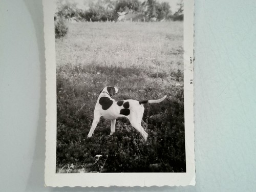 Foto vintage originale 1956 - vintage, in