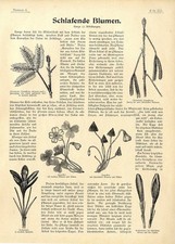 Dr.Udo Dammer fiori addormentati piante sensoriali trifoglio acido croco cicogna...1899