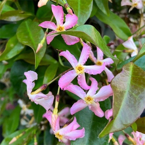 Falso gelsomino rosa - gelsomino,