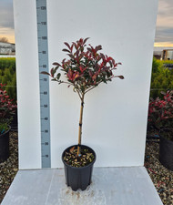 Photinia compatta carrè rouge - compatta,