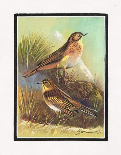Fatto mano uccelli pittura - fatto, a