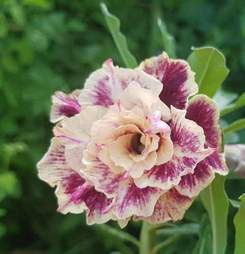 Rosa del deserto adenium - -,