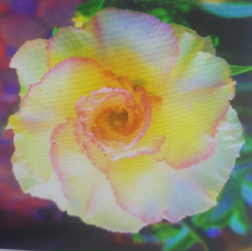 Adenium obesum rosa - adenium,