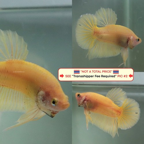 Live betta fish - live,
