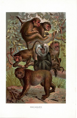 1905 cromolitografia antica - cromolitografia,