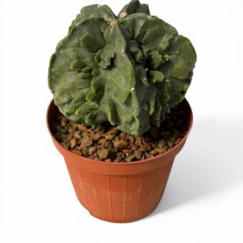 Astrophytum myriostigma - astrophytum,