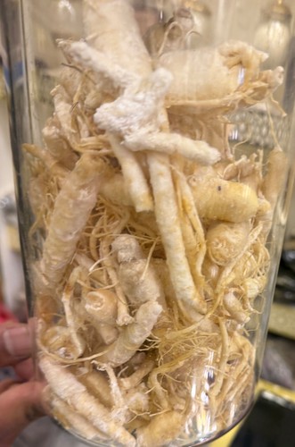 150 radici ginseng bianco - g,