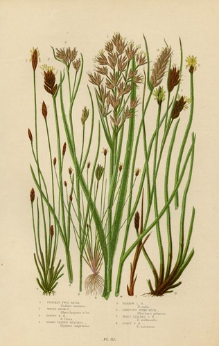 Stampa botanica antica 1899 - stampa,