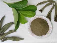 Foglie di Guava Essiccate di