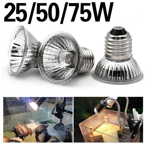 Lampadina rettile 75w - lampadina,
