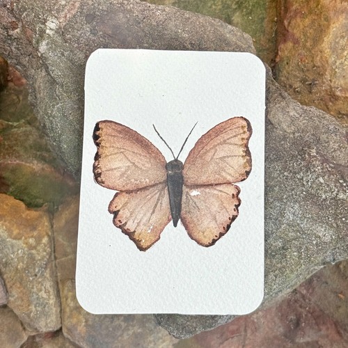 Aceo originale farfalla - aceo,
