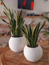Vaso Portavaso Caspò per