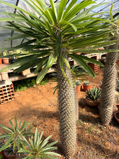 PACHYPODIUM LAMEREI - CACTUS -