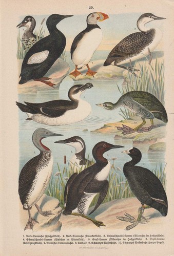 C1890 seetaucher lumme - lumme, lummen