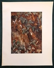 Stampa antica UCCELLI RAMPICHINO ALPESTRE CON I SUOI PICCOLI 1911 Antique print