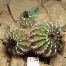 9,1 cm Uebelmannia pectinifer