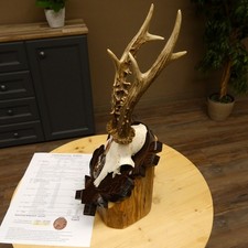 Corna di Cervo Medaillenklasse