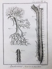 Angiologia 1779 Anatomia