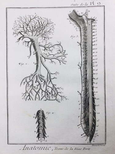 Angiologia 1779 anatomia - 1779,