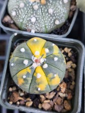 Lotto 11 Piante Di Astrophytum