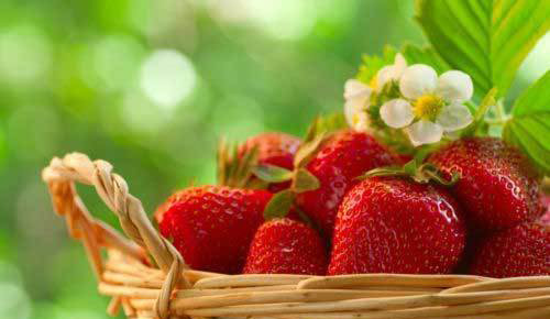 Fragola quattro stagioni - fragola,