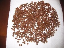 500 SEMI PALMA WASHINGTONIA