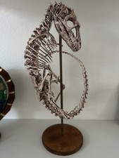 Scheletro di dinosauro feto