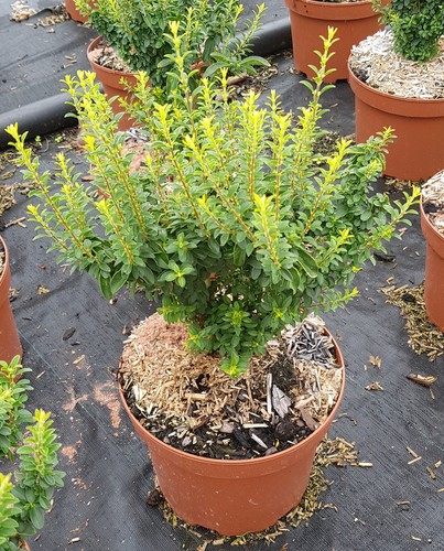 Ligustrum sinense eugène - ligustrum,