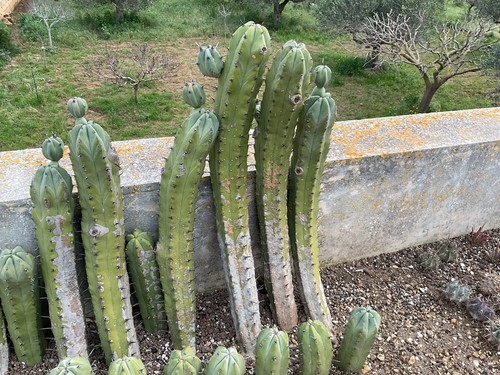 Cactus talea radicata - cactus,