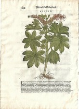 Stampa antica MATTIOLI