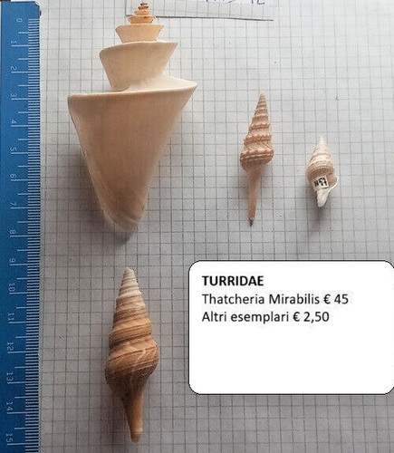 Conchiglie collezione - da,