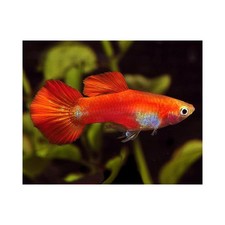 Guppy Red Blonde - Pesci -