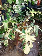 Philodendron Florida Beauty