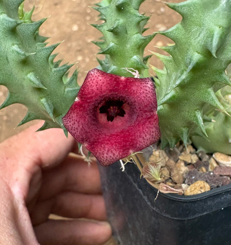 Huernia macrocarpa - huernia,