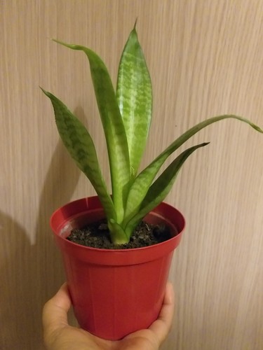 Idee regalo sanseveria hahnii - idee,