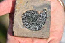 Ammonite Trachyceras sinensis