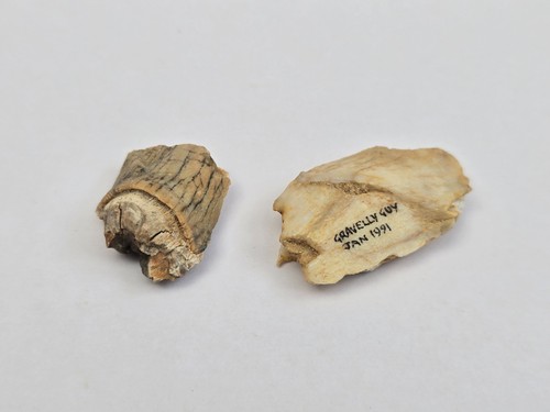 Partial woolly rhino - rhino, teeth