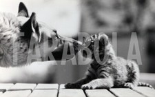 Foto vintage Pastore tedesco trova tre cuccioli tigre, 1987, stampa 18x13 cm