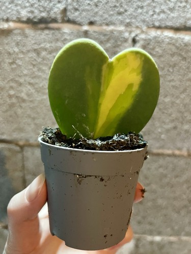Hoya kerrii variegata pianta - hoya,