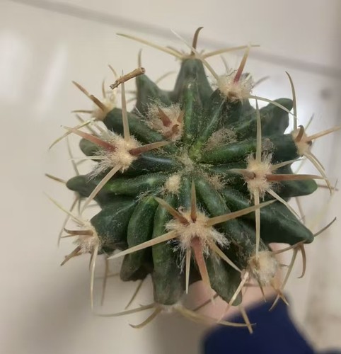 Echinocactus texensis wysiwyg - echinocactus,