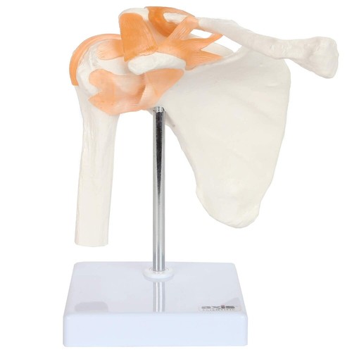 Modello anatomico spalla